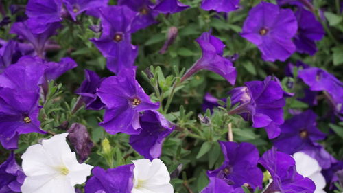 Close-up of purple flowers