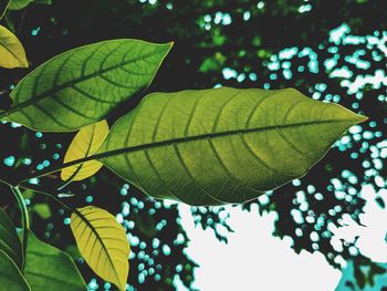 Low angle view of leaves on plant