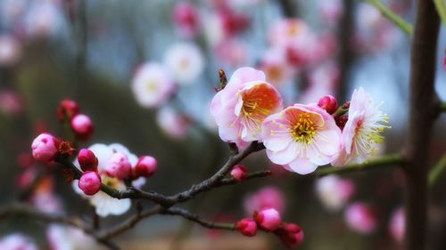 Close-up of pink flowers blooming outdoors