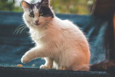 Close-up portrait of cat sitting