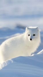 Portrait of white arctic fox