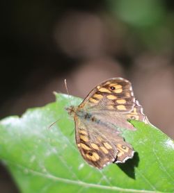 Close-up of butterfly on leaf