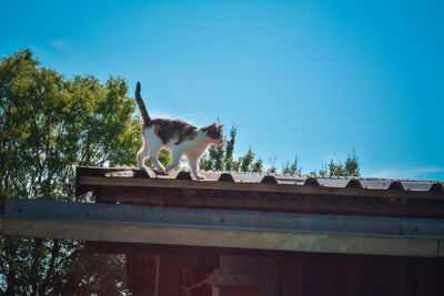 Low angle view of horse against blue sky