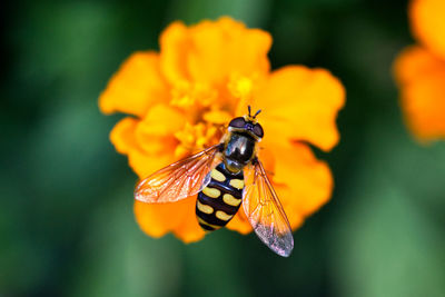 Close-up of hoverfly pollinating on flower