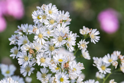 Close-up of white flowering plants