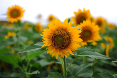 Close-up of sunflower on field