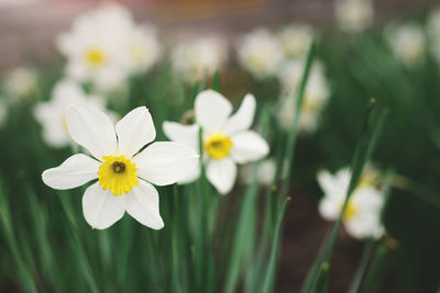 Close-up of white daffodil