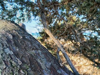 Trees growing on rocks