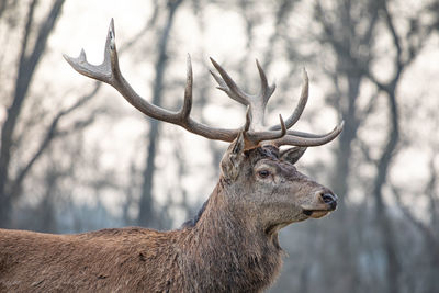 Deer in a forest