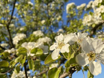 Close-up of white cherry blossoms in spring