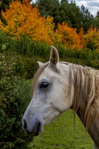 Horse in a field