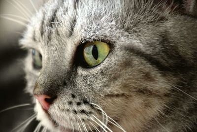 Close-up portrait of cat