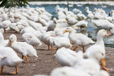 Close-up of swans on shore