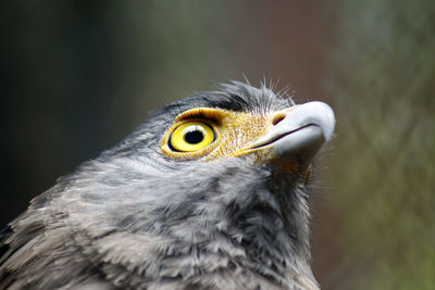 Close-up of crested serpent eagle