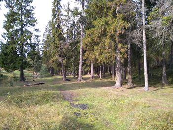 Trees in forest