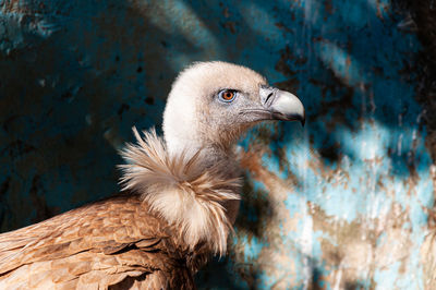 Close-up of eagle