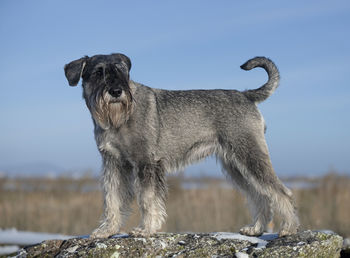 Dog standing on field