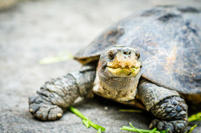 Close-up of a turtle