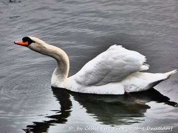 Swan swimming in lake