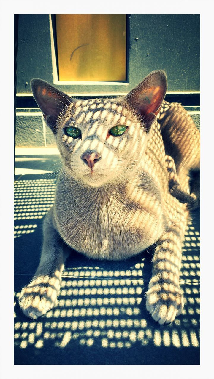 transfer print, auto post production filter, animal themes, one animal, pets, indoors, domestic animals, wildlife, mammal, animals in the wild, domestic cat, animal representation, cat, close-up, sunlight, day, animal head, sitting, bird, high angle view