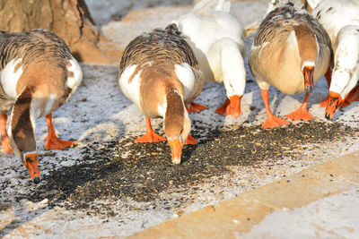 Geese feeding seeds on snowy field