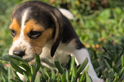 pet