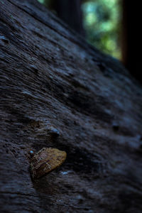 Close-up of lizard