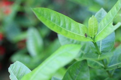 leaf