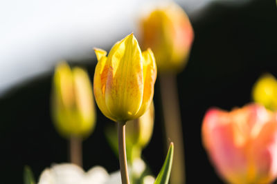 Close-up of yellow tulip