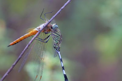 A dragonfly hunts another dragon fly and eats it on a twisted grass twig