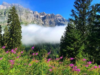 Scenic view of flowering trees and mountains against sky