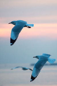 Seagull flying in the sky