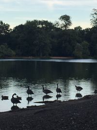 Birds by lake against sky