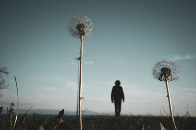 Dandelion on field against sky