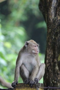 Monkeys sitting on tree trunk