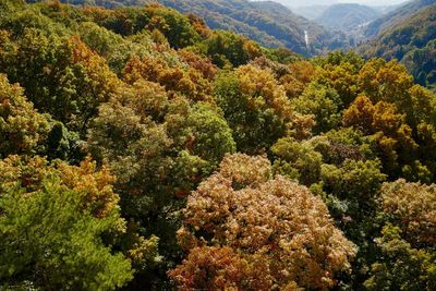 High angle view of trees and plants