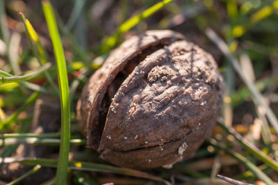 Close-up of a plant against blurred background