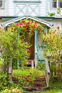 Flower plants growing outside house in yard