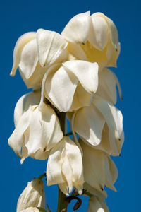 Close-up of white rose against blue background