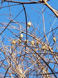 Low angle view of bare trees against blue sky