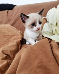 Portrait of kitten relaxing on bed at home