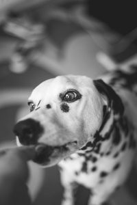 Close-up of dog looking away