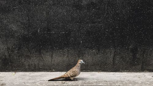 Side view of bird perching on footpath against wall