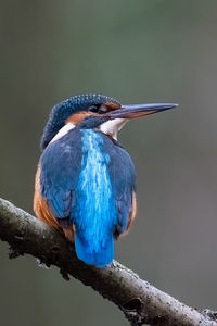 Close-up of bird perching on branch