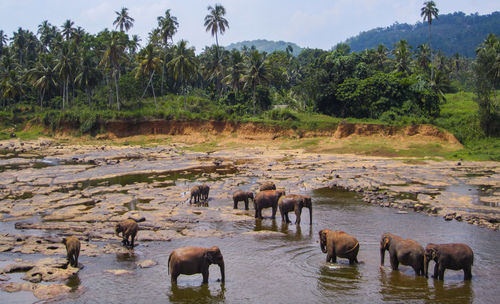 A group of elephants in an orphanage near kandy, sri lanka