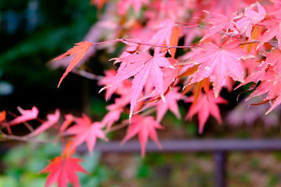 Close-up of pink flowers on tree