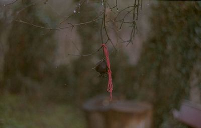 Close-up of red hanging on tree