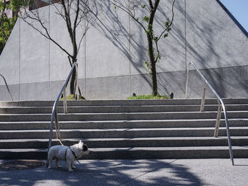 Dog relaxing on floor against wall