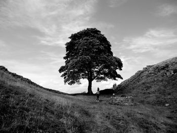 Tree on field against sky