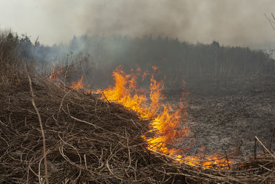 Panoramic shot of fire in forest against sky